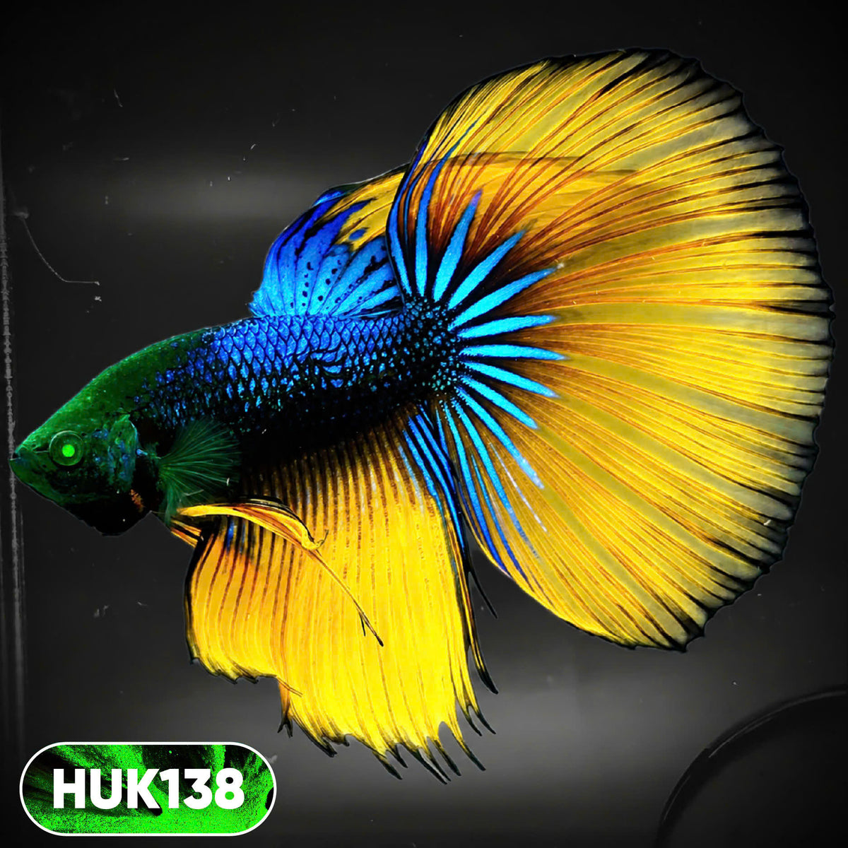 Black Hulk Halfmoon Male Betta Fish | You Pick Fish