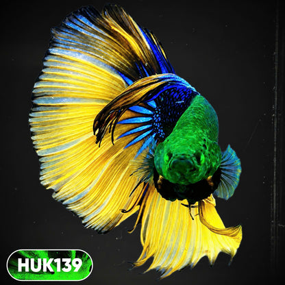Black Hulk Halfmoon Male Betta Fish | You Pick Fish