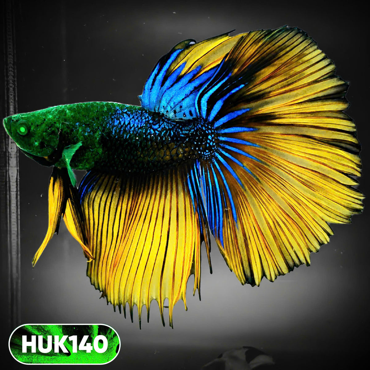 Black Hulk Halfmoon Male Betta Fish | You Pick Fish