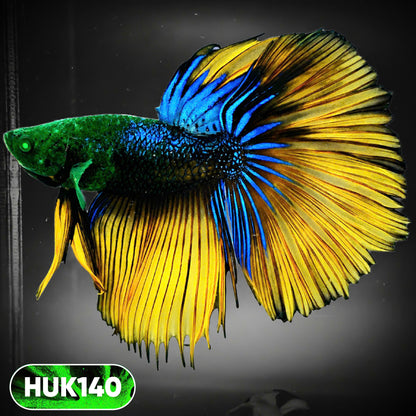 Black Hulk Halfmoon Male Betta Fish | You Pick Fish