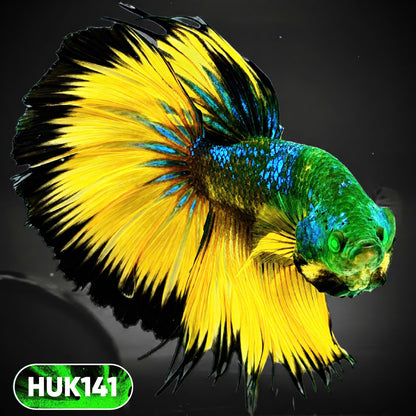 Black Hulk Halfmoon Male Betta Fish | You Pick Fish