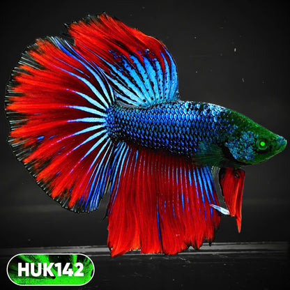 Black Hulk Halfmoon Male Betta Fish | You Pick Fish