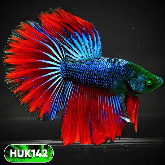 Black Hulk Halfmoon Male Betta Fish | You Pick Fish