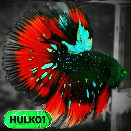 Black Hulk Halfmoon Male Betta Fish | You Pick Fish