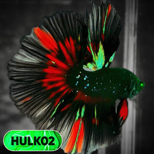 Black Hulk Halfmoon Male Betta Fish | You Pick Fish