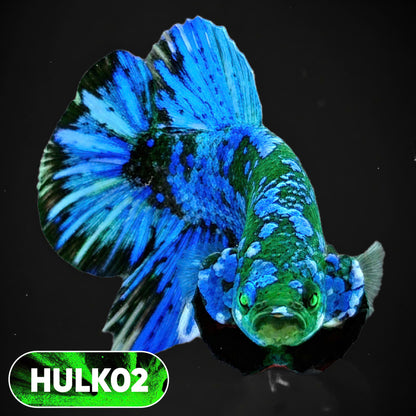 Galaxy Hulk Plakat Male Betta Fish | Exotic Grade | You Pick