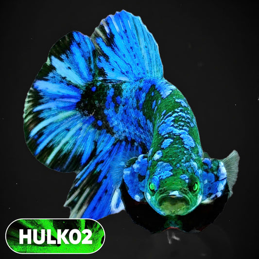 Galaxy Hulk Plakat Male Betta Fish | Exotic Grade | You Pick