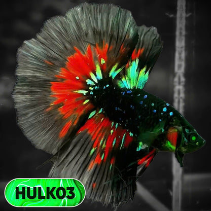 Black Hulk Halfmoon Male Betta Fish | You Pick Fish