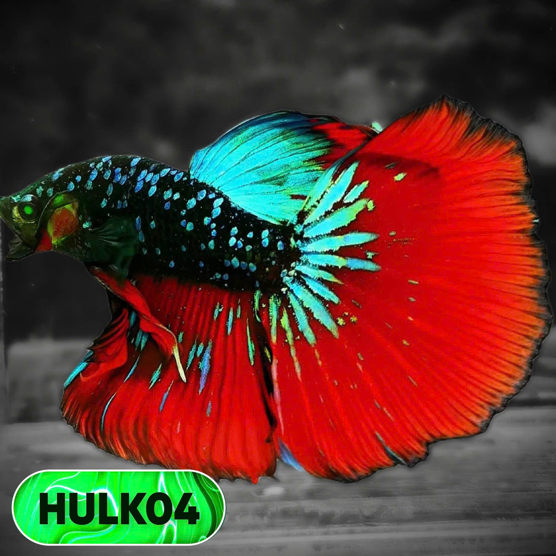 Black Hulk Halfmoon Male Betta Fish | You Pick Fish