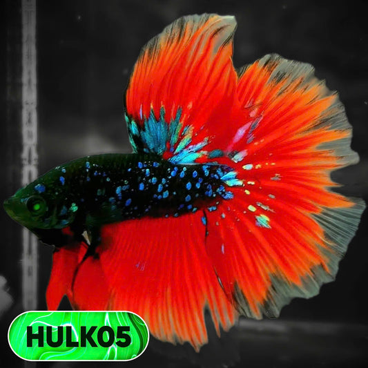 Black Hulk Halfmoon Male Betta Fish | You Pick Fish