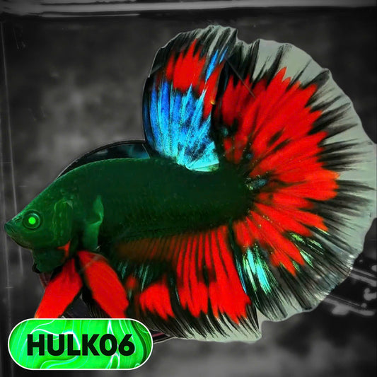 Black Hulk Halfmoon Male Betta Fish | You Pick Fish