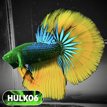 Black Hulk Halfmoon Male Betta Fish | You Pick Fish