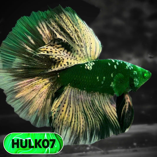 Black Hulk Halfmoon Male Betta Fish | You Pick Fish