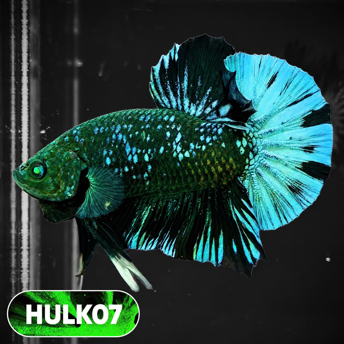 Galaxy Hulk Plakat Male Betta Fish | Exotic Grade | You Pick