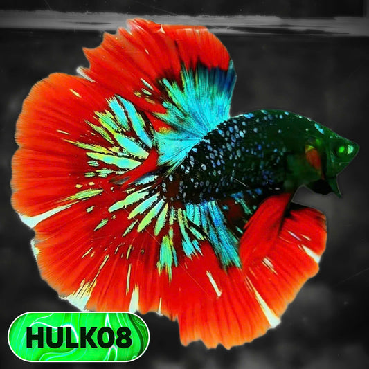 Black Hulk Halfmoon Male Betta Fish | You Pick Fish