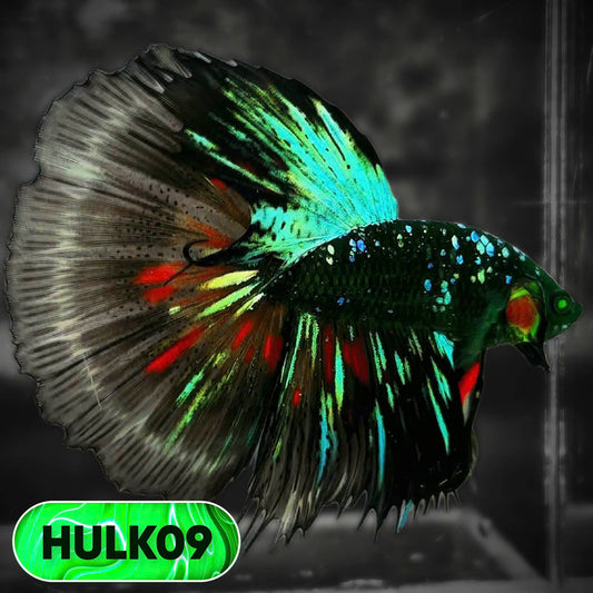 Black Hulk Halfmoon Male Betta Fish | You Pick Fish