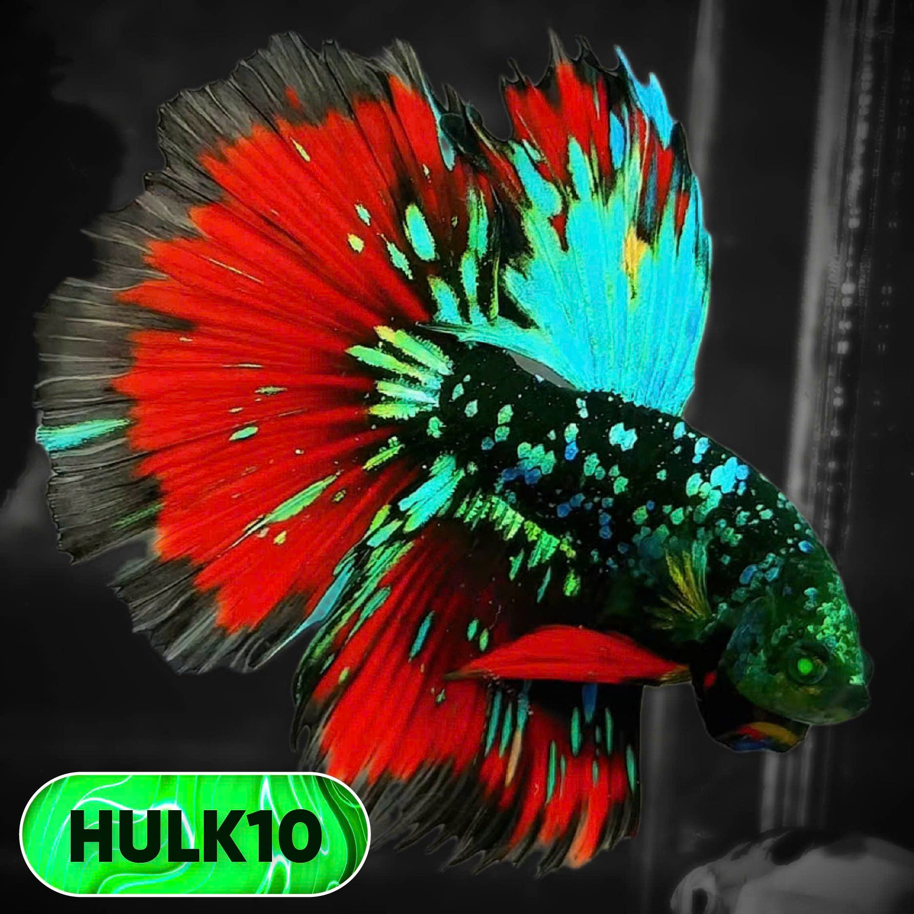Black Hulk Halfmoon Male Betta Fish | You Pick Fish