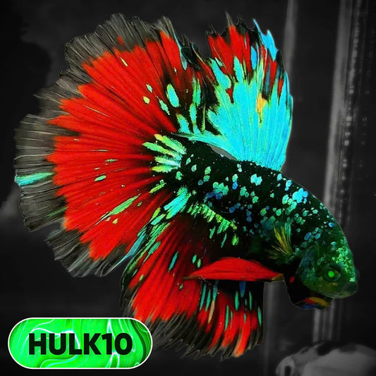 Black Hulk Halfmoon Male Betta Fish | You Pick Fish