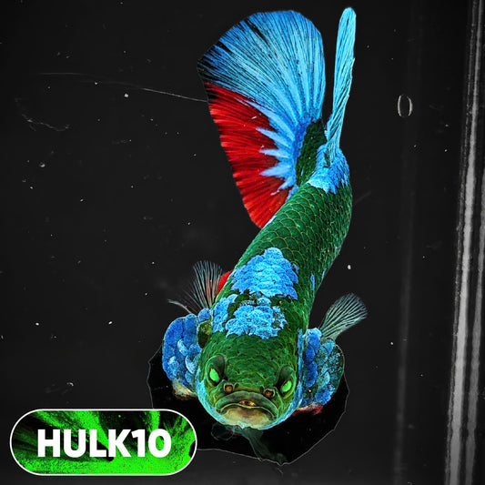 Galaxy Hulk Plakat Male Betta Fish | Exotic Grade | You Pick