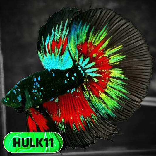 Black Hulk Halfmoon Male Betta Fish | You Pick Fish
