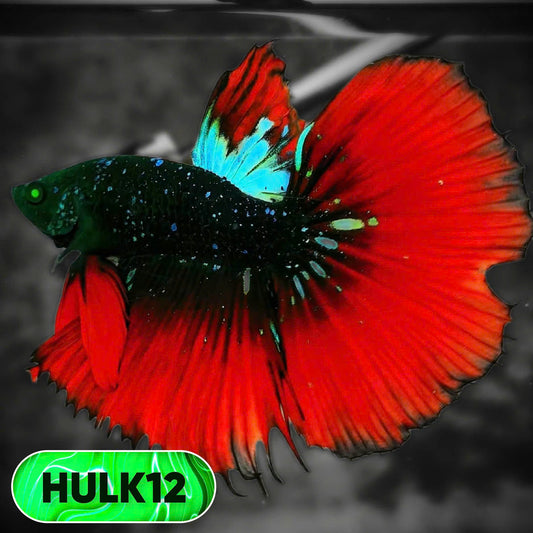 Black Hulk Halfmoon Male Betta Fish | You Pick Fish