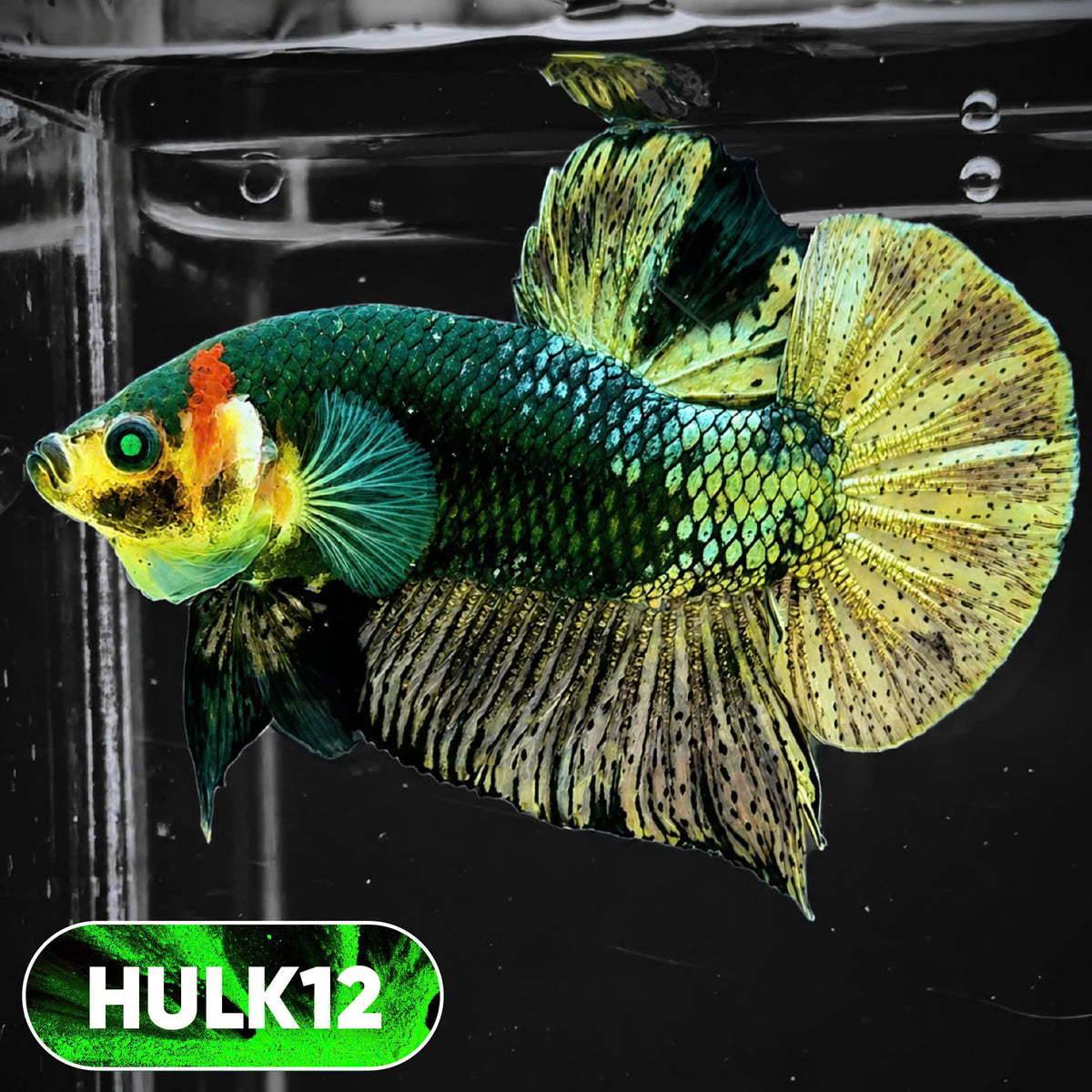 Galaxy Hulk Plakat Male Betta Fish | Exotic Grade | You Pick