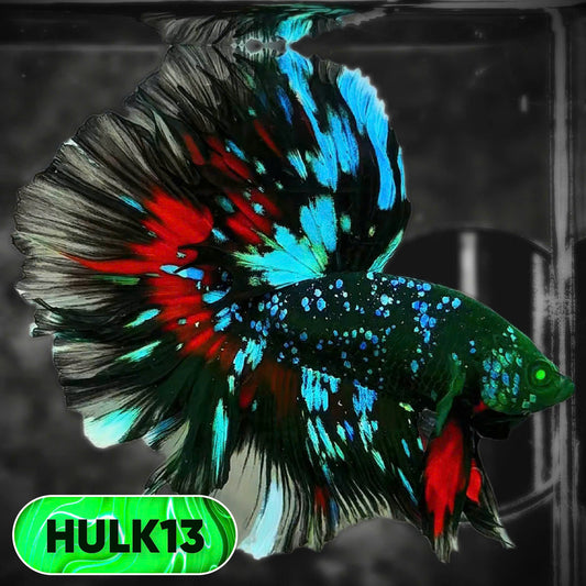 Black Hulk Halfmoon Male Betta Fish | You Pick Fish