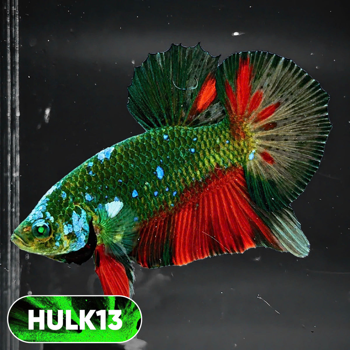 Galaxy Hulk Plakat Male Betta Fish | Exotic Grade | You Pick