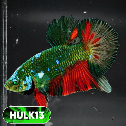 Galaxy Hulk Plakat Male Betta Fish | Exotic Grade | You Pick