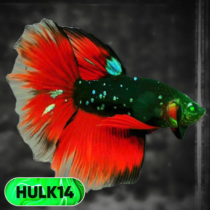 Black Hulk Halfmoon Male Betta Fish | You Pick Fish