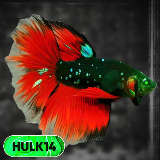 Black Hulk Halfmoon Male Betta Fish | You Pick Fish