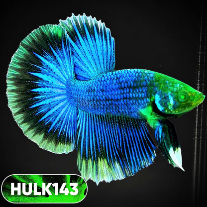 Black Hulk Halfmoon Male Betta Fish | You Pick Fish