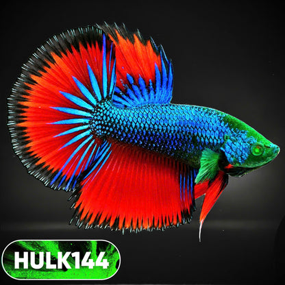 Black Hulk Halfmoon Male Betta Fish | You Pick Fish