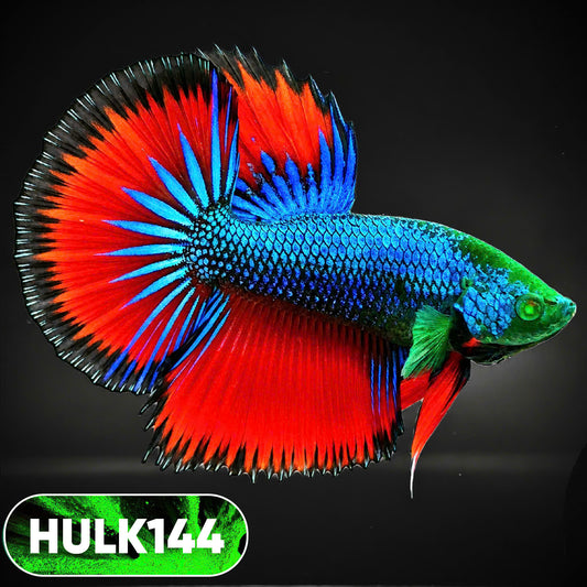 Black Hulk Halfmoon Male Betta Fish | You Pick Fish