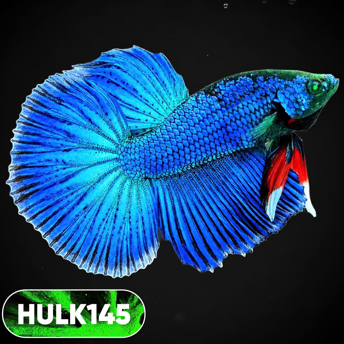 Black Hulk Halfmoon Male Betta Fish | You Pick Fish