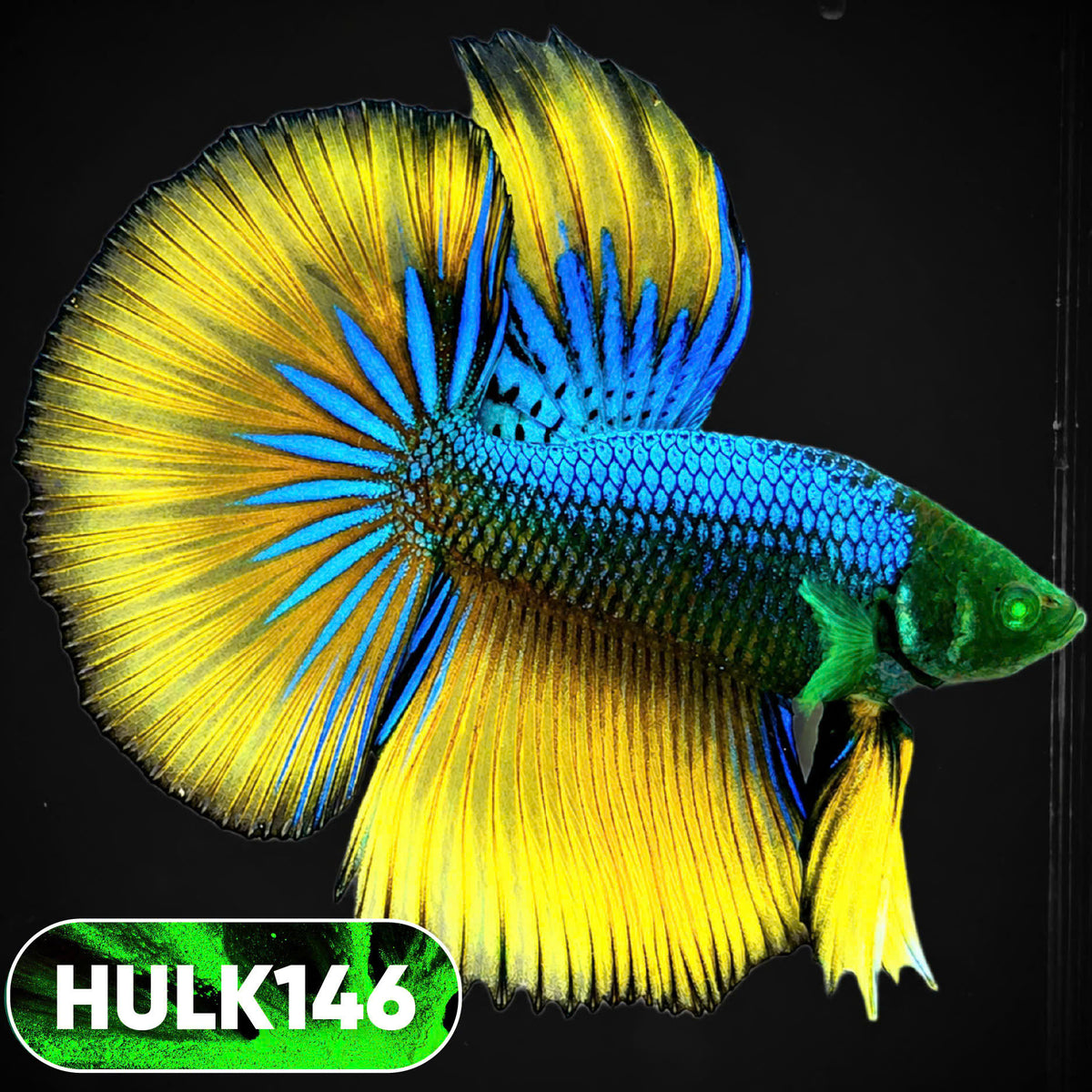 Black Hulk Halfmoon Male Betta Fish | You Pick Fish