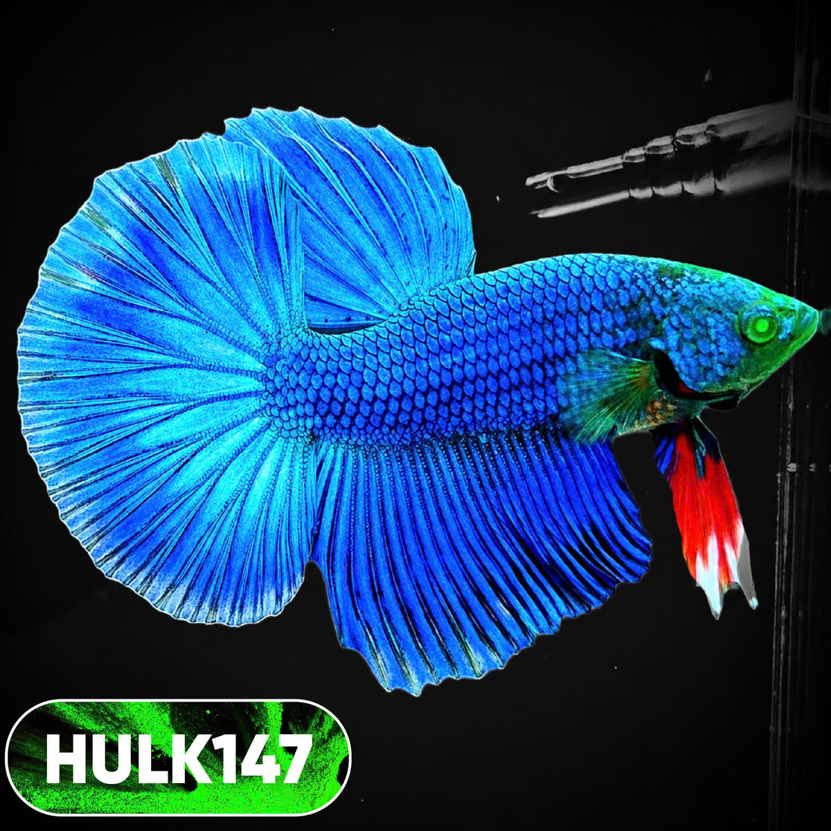 Black Hulk Halfmoon Male Betta Fish | You Pick Fish