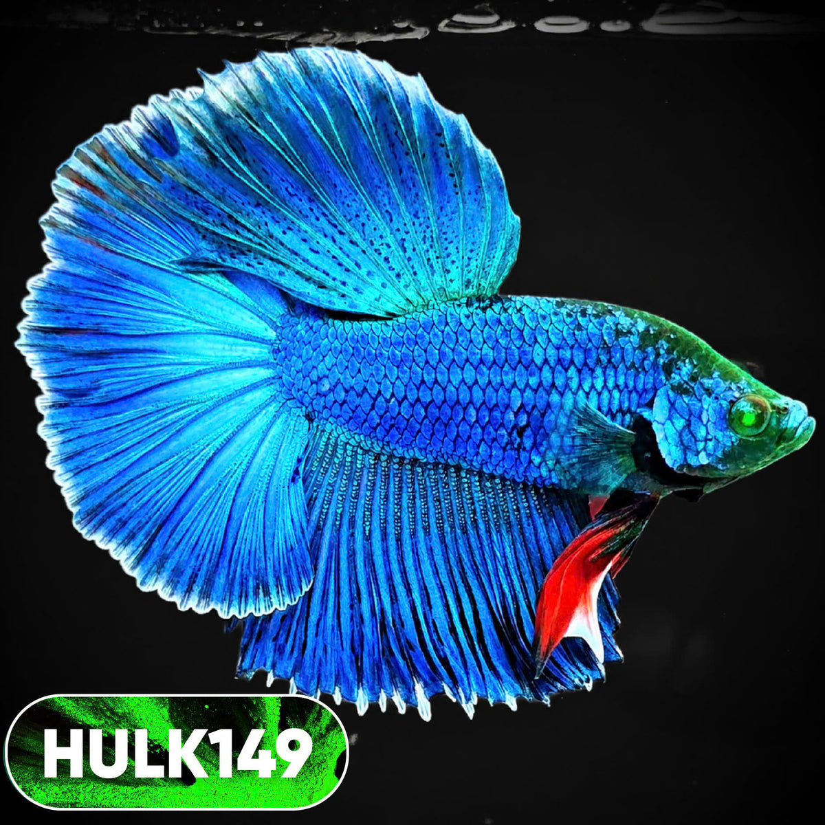 Black Hulk Halfmoon Male Betta Fish | You Pick Fish