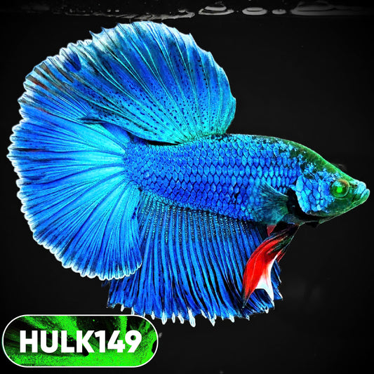 Black Hulk Halfmoon Male Betta Fish | You Pick Fish