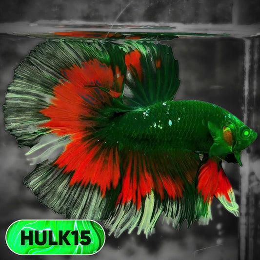 Black Hulk Halfmoon Male Betta Fish | You Pick Fish