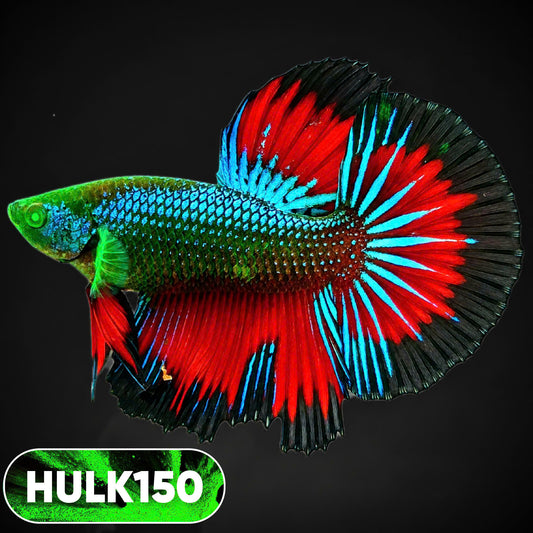 Black Hulk Halfmoon Male Betta Fish | You Pick Fish