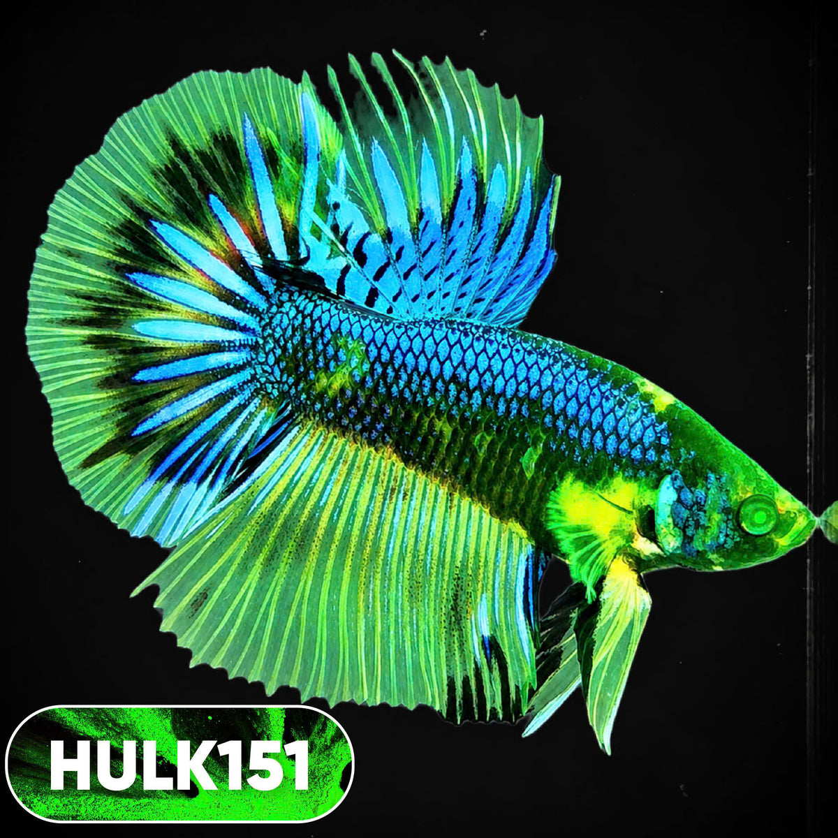 Black Hulk Halfmoon Male Betta Fish | You Pick Fish