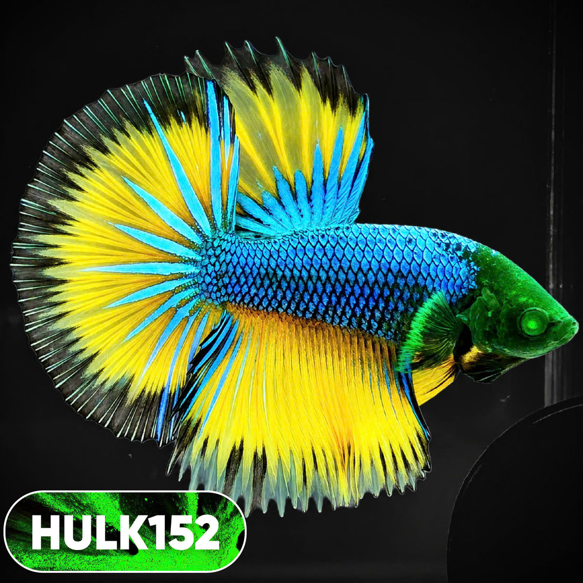 Black Hulk Halfmoon Male Betta Fish | You Pick Fish
