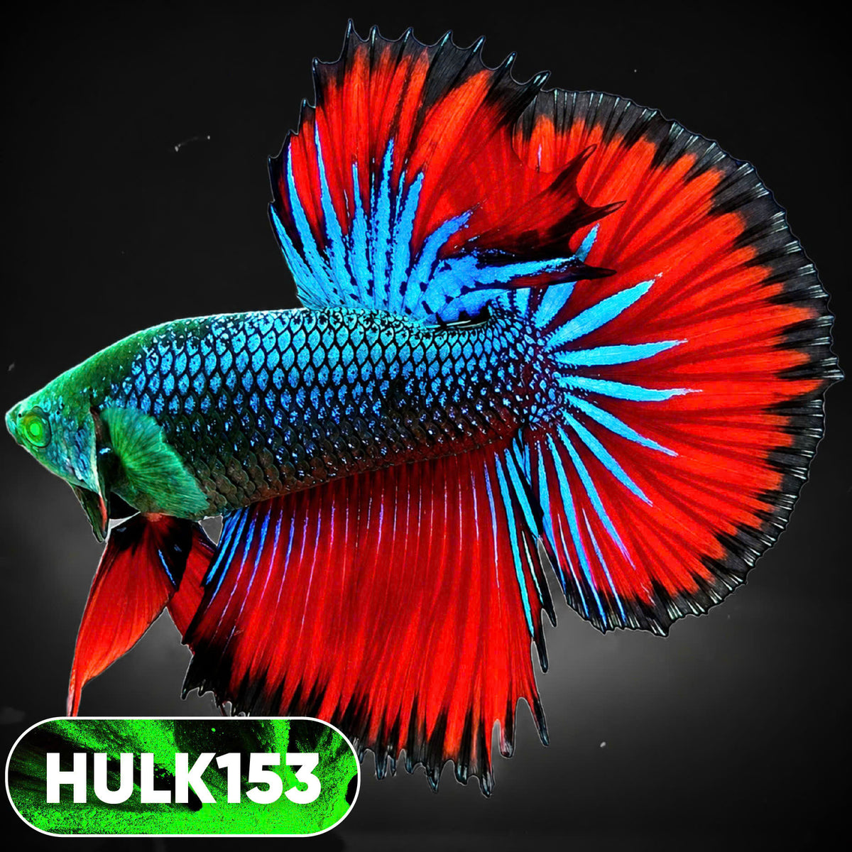 Black Hulk Halfmoon Male Betta Fish | You Pick Fish