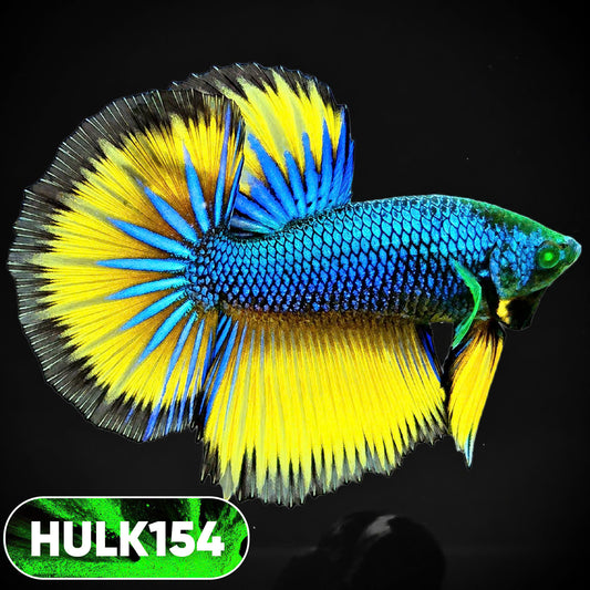 Black Hulk Halfmoon Male Betta Fish | You Pick Fish