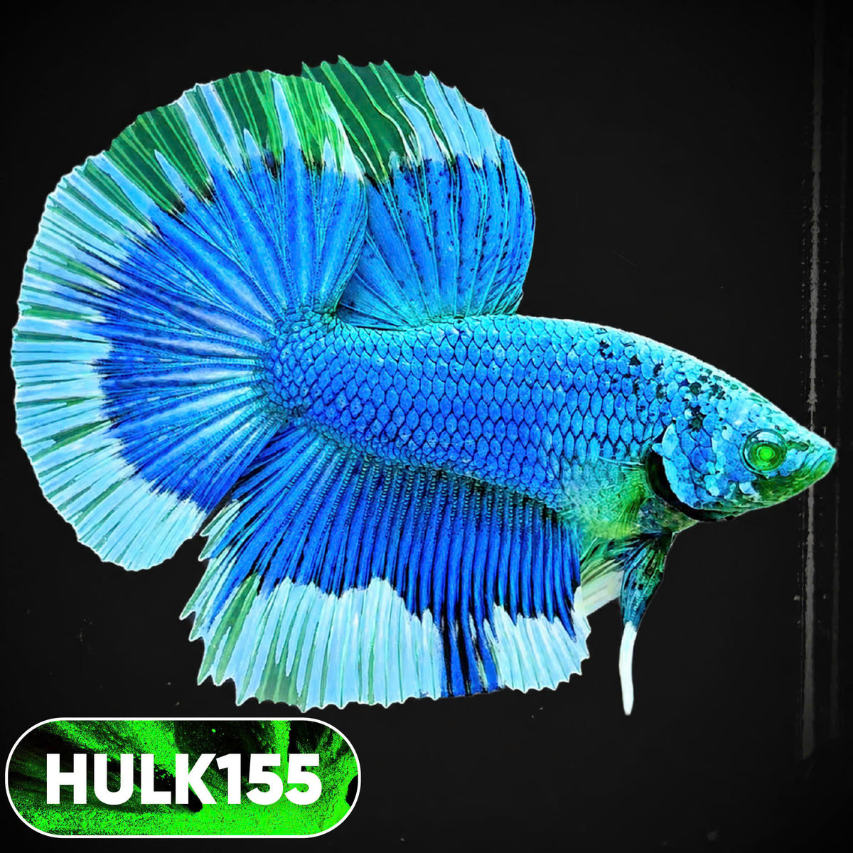 Black Hulk Halfmoon Male Betta Fish | You Pick Fish