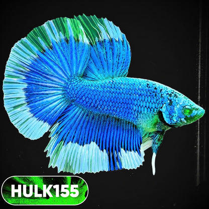 Black Hulk Halfmoon Male Betta Fish | You Pick Fish