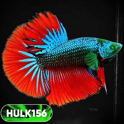 Black Hulk Halfmoon Male Betta Fish | You Pick Fish