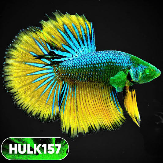 Black Hulk Halfmoon Male Betta Fish | You Pick Fish