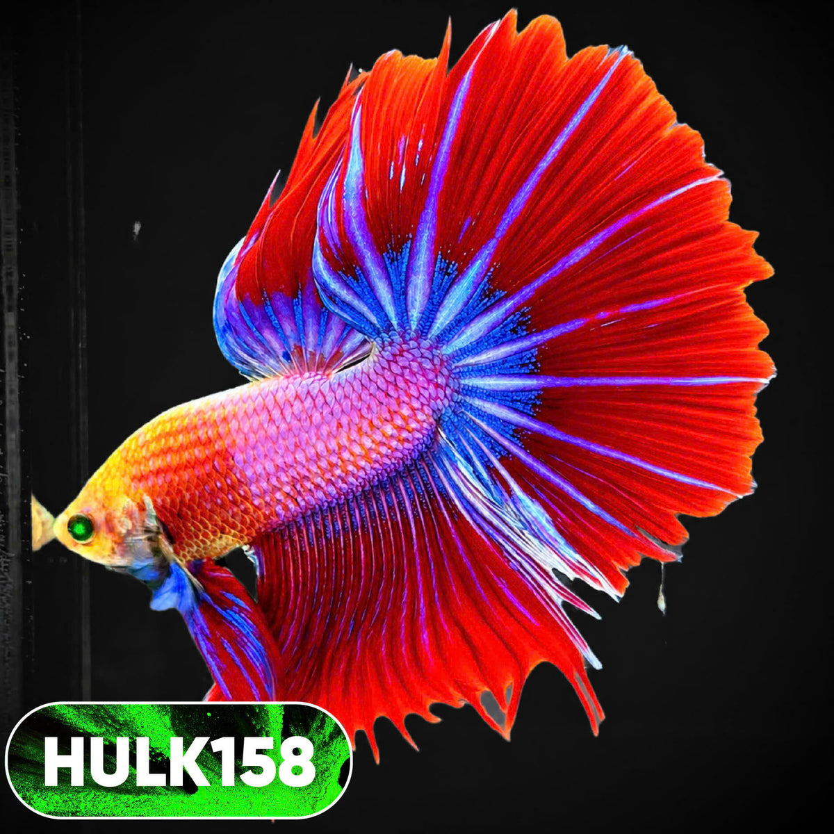 Black Hulk Halfmoon Male Betta Fish | You Pick Fish